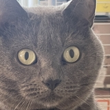 にこくまぱん