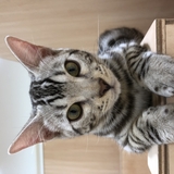 ワコ
