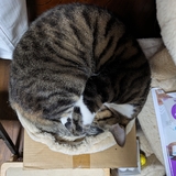 mitsu