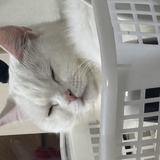 ねこま