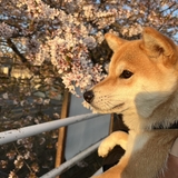 daiki