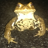 へんてこ