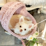 ゆのん