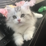 ルル
