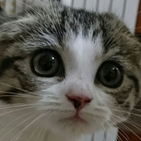 猫夜叉