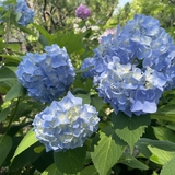 ワイ
