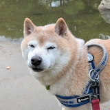 柴犬泣太郎