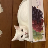 ともち
