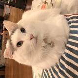 ともち