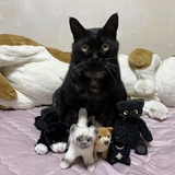 みほ