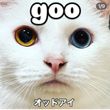 POHARU