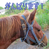 長崎の対州馬