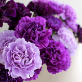 花＊花