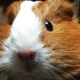 ふぇる