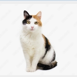ノノ