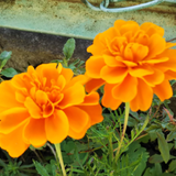 月子