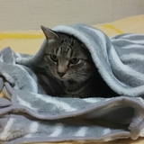 ちゃき