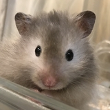 ツン