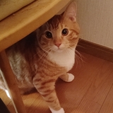 新れいすけ