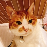 matsu-na