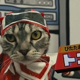 杉田智和、内田真礼らが猫たちの声を担当　実写ショートムービー「ネコ戦隊びたたま」放送開始