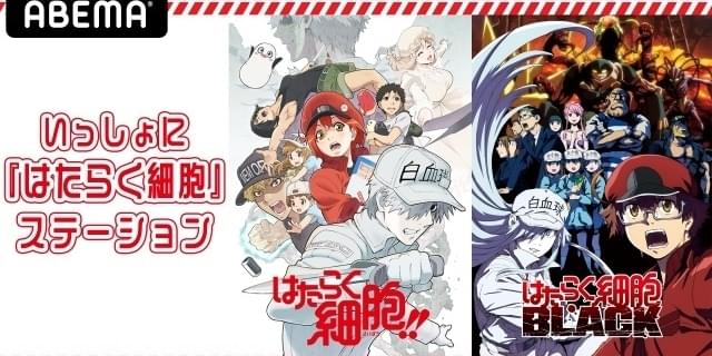 はたらく細胞 BLACK DVD全巻セット(1〜7巻)榎木淳弥　日笠陽子 Amazon.co.jp: はたらく細胞BLACK 7(完全生産限定版) [DVD