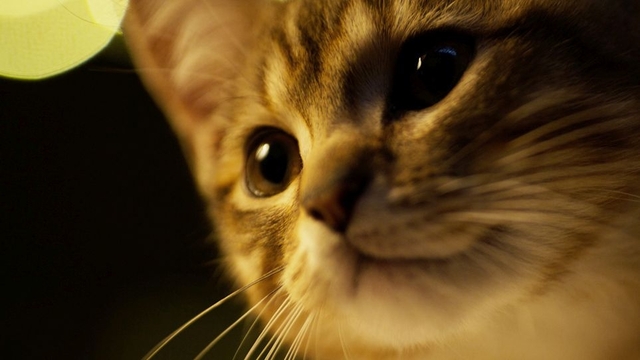 【8月8日は世界猫の日】心行くまで“猫を浴びたい人”へ 「ルー、パリで生まれた猫」予告＆“猫予告”完成 - 画像11
