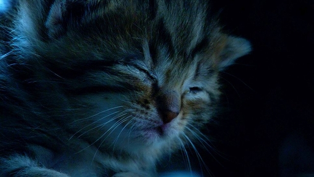 クレムが暮らすパリのアパルトマンの屋根裏部屋に入り込んだお母さん猫から生まれたばかりのシーン。まだ目も開かないほどの赤ちゃんだ