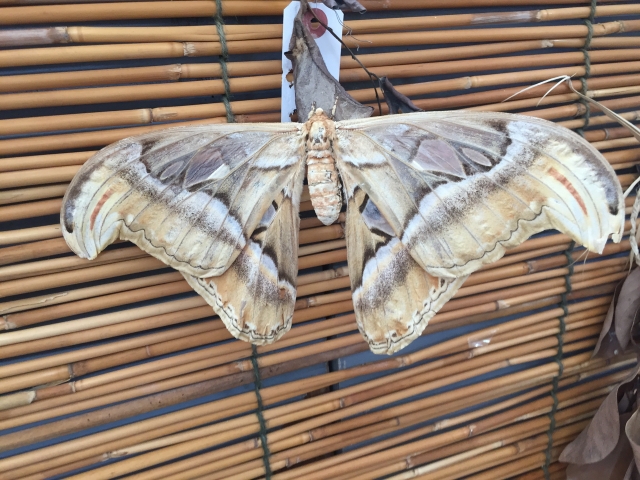 与那国島に住む巨大蛾の生態を学べる「アヤミハビル館」