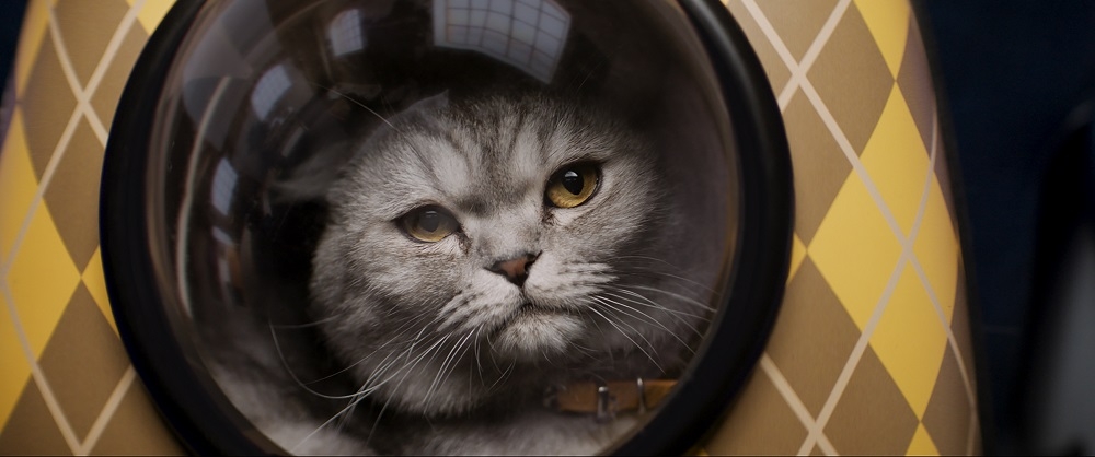 【今日は猫の日】「アーガイル」マシュー・ボーン監督の“愛猫”に俳優陣が全員メロメロ　特別映像公開