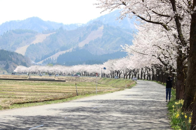 新潟県胎内市の千本桜