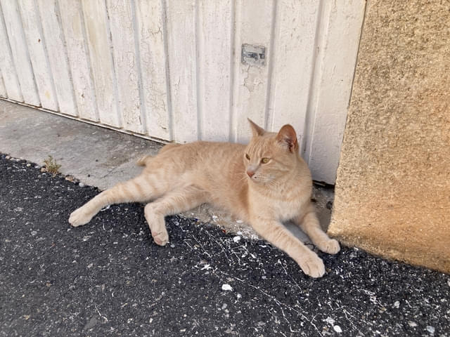 猫もいました