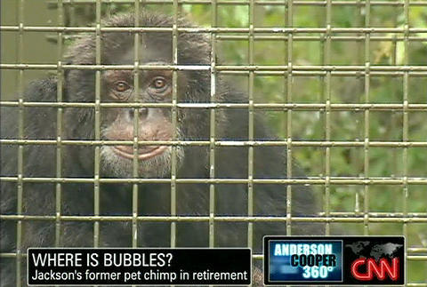故マイケルさんが愛したチンパンジー バブルスの気になる近況 映画ニュース 映画 Com
