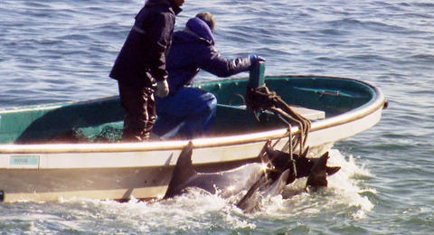 イルカ漁の映画「ザ・コーヴ」日本公開が決定！漁師の顔は一部カットか？
