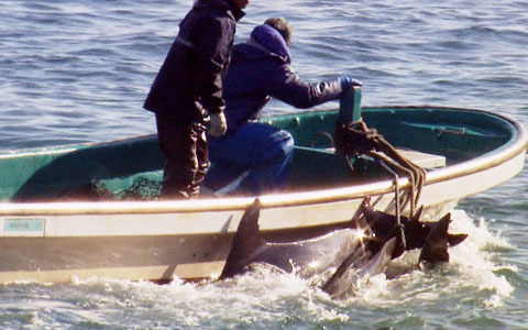 反イルカ漁映画「ザ・コーヴ」苦難乗り越え全国6スクリーンで公開