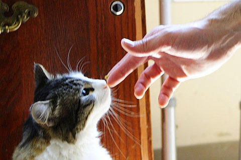 人の死を看取る介護施設の猫オスカーの物語が映画化