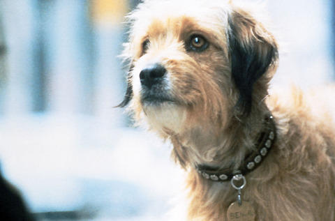 懐かしの犬映画「ベンジー」が復活