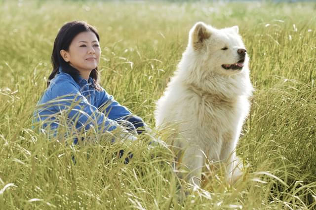 “ブサカワ犬”出生の秘密に迫る「わさお」予告編公開