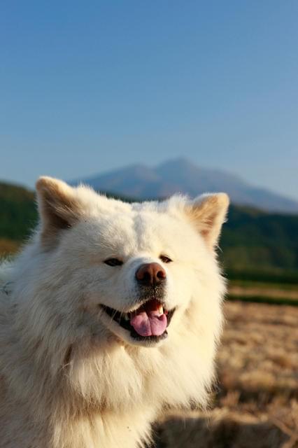 「わさお」日本ユネスコ世界遺産特別大使“犬”に！