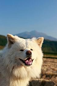 日本ユネスコ世界遺産特別大使“犬”に!「わさお」