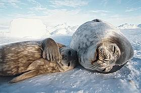 本編ではゾウのほか、アザラシなど数々の動物の親子が登場「ライフ」