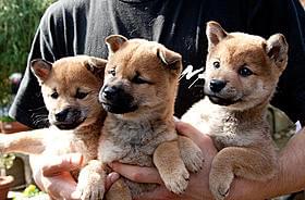 子犬時代のひまわり「ひまわりと子犬の7日間」