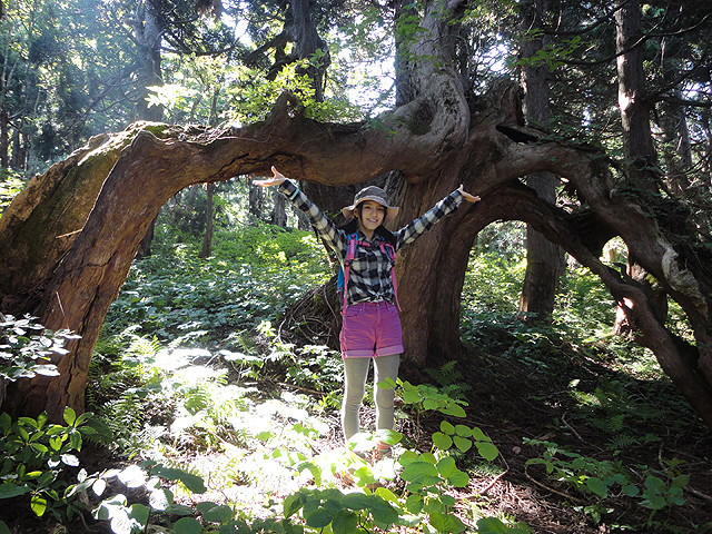 川島海荷、初の自然ドキュメンタリーで佐渡の天然杉をレポート