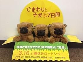 劇場で待っているよ!「ひまわりと子犬の7日間」