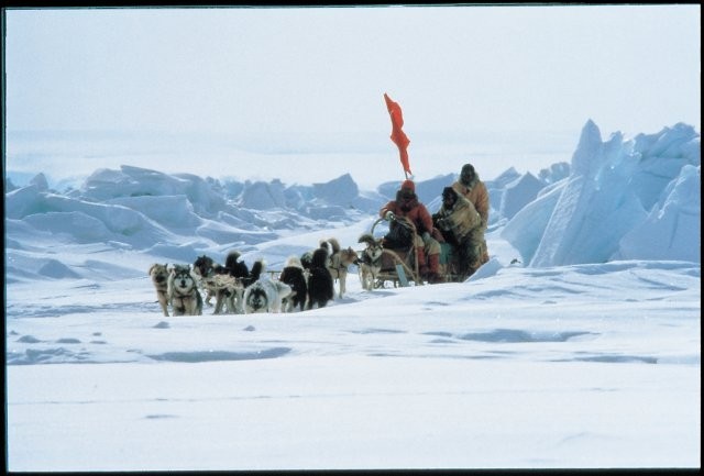 タロ・ジロの感動がよみがえる！ 「南極物語」30周年記念で初のブルーレイ化 - 画像2