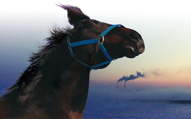 東日本大震災で生き延びた馬を追ったドキュメンタリー