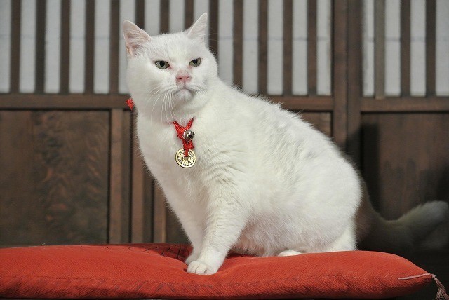 「猫侍」ヒット御礼 主人公ネコの秘蔵写真を一挙公開！ - 画像2