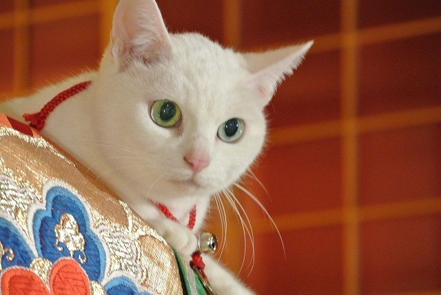 猫侍 ヒット御礼 主人公ネコの秘蔵写真を一挙公開 映画ニュース 映画 Com