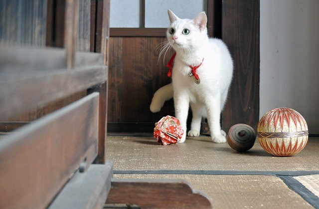 「猫侍」ヒット御礼 主人公ネコの秘蔵写真を一挙公開！ - 画像6