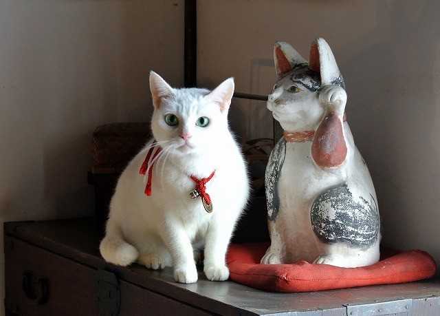 「猫侍」ヒット御礼 主人公ネコの秘蔵写真を一挙公開！ - 画像7